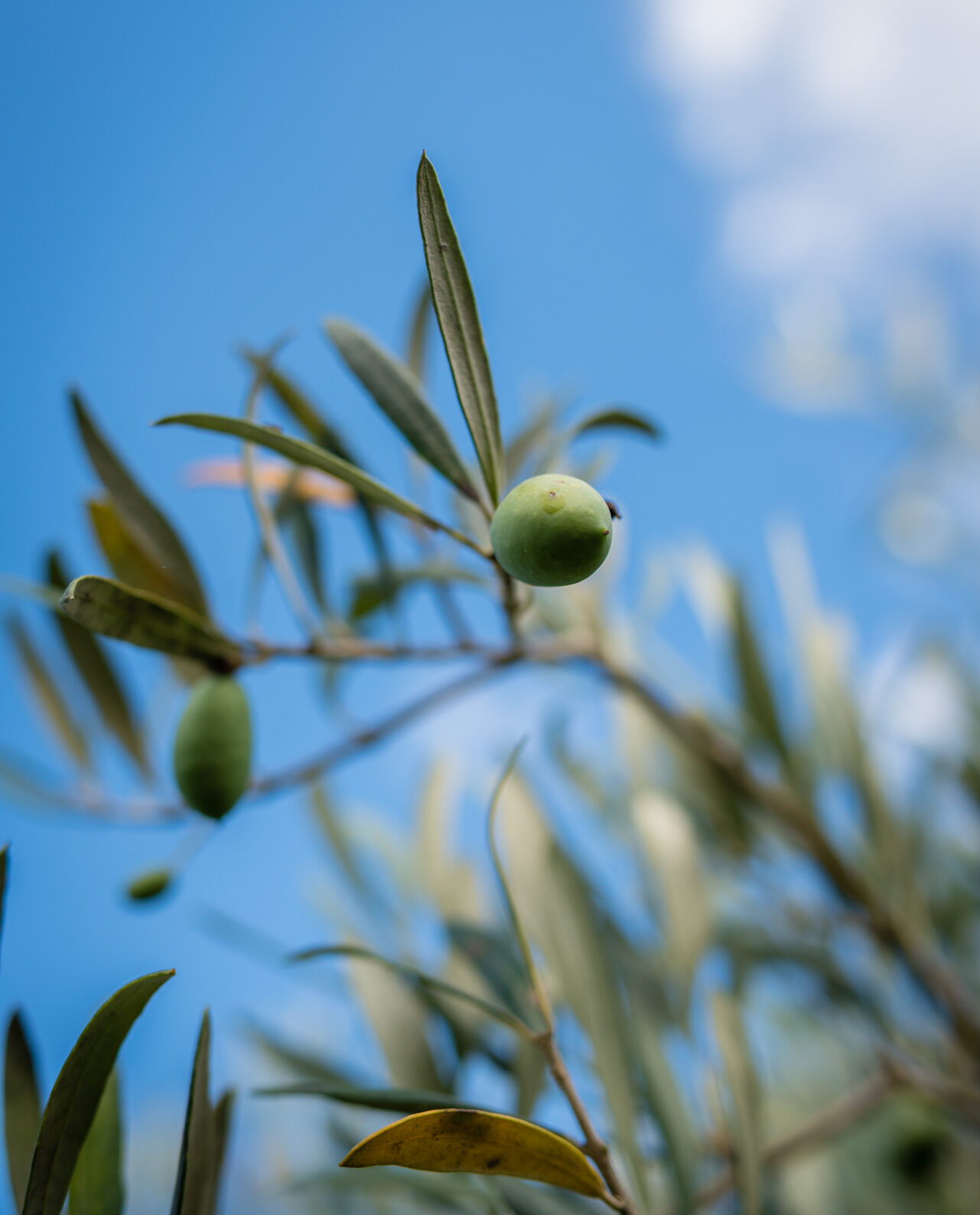 olio siciliano extravergine di oliva vendita prezzi online