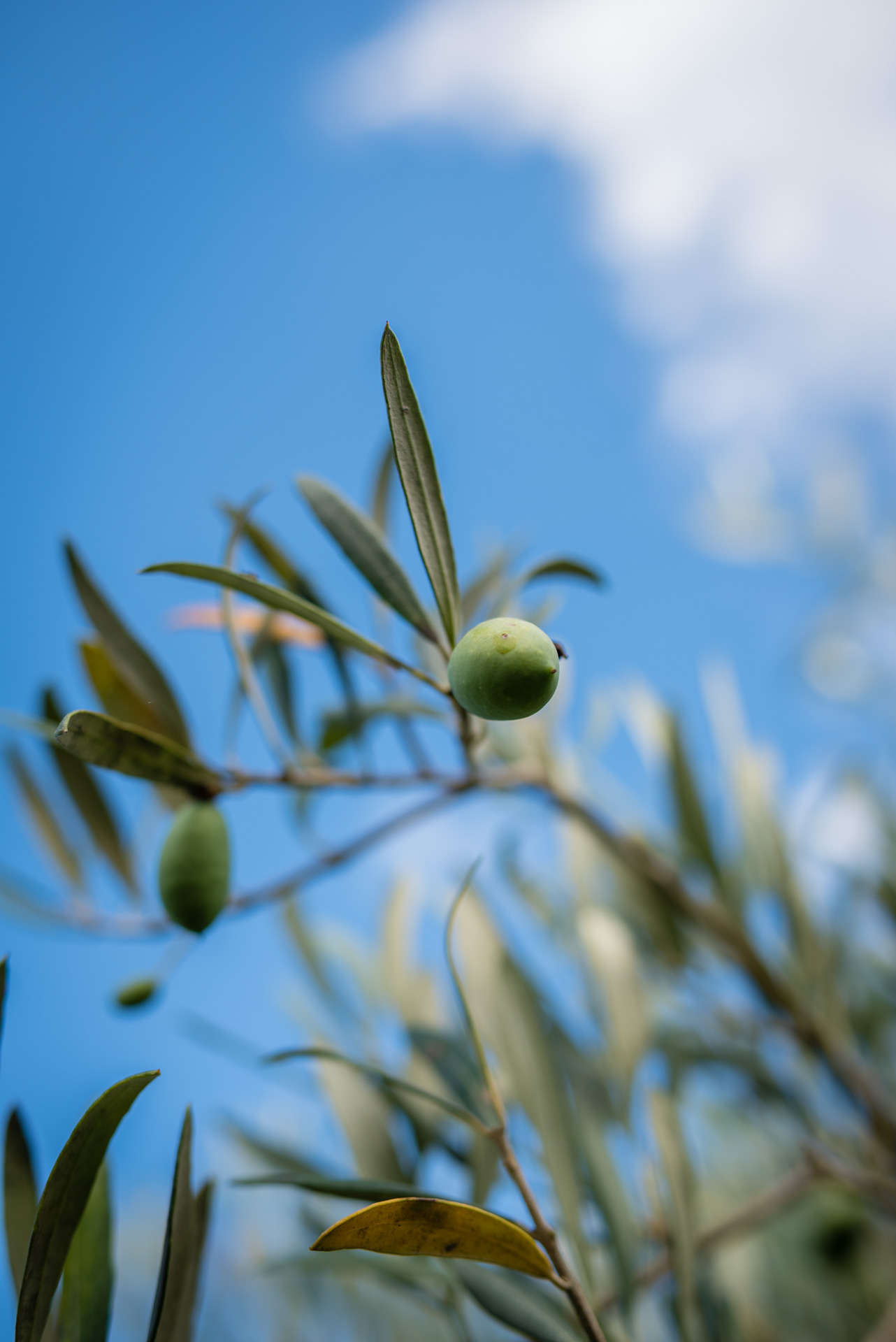 olio siciliano extravergine di oliva vendita prezzi online